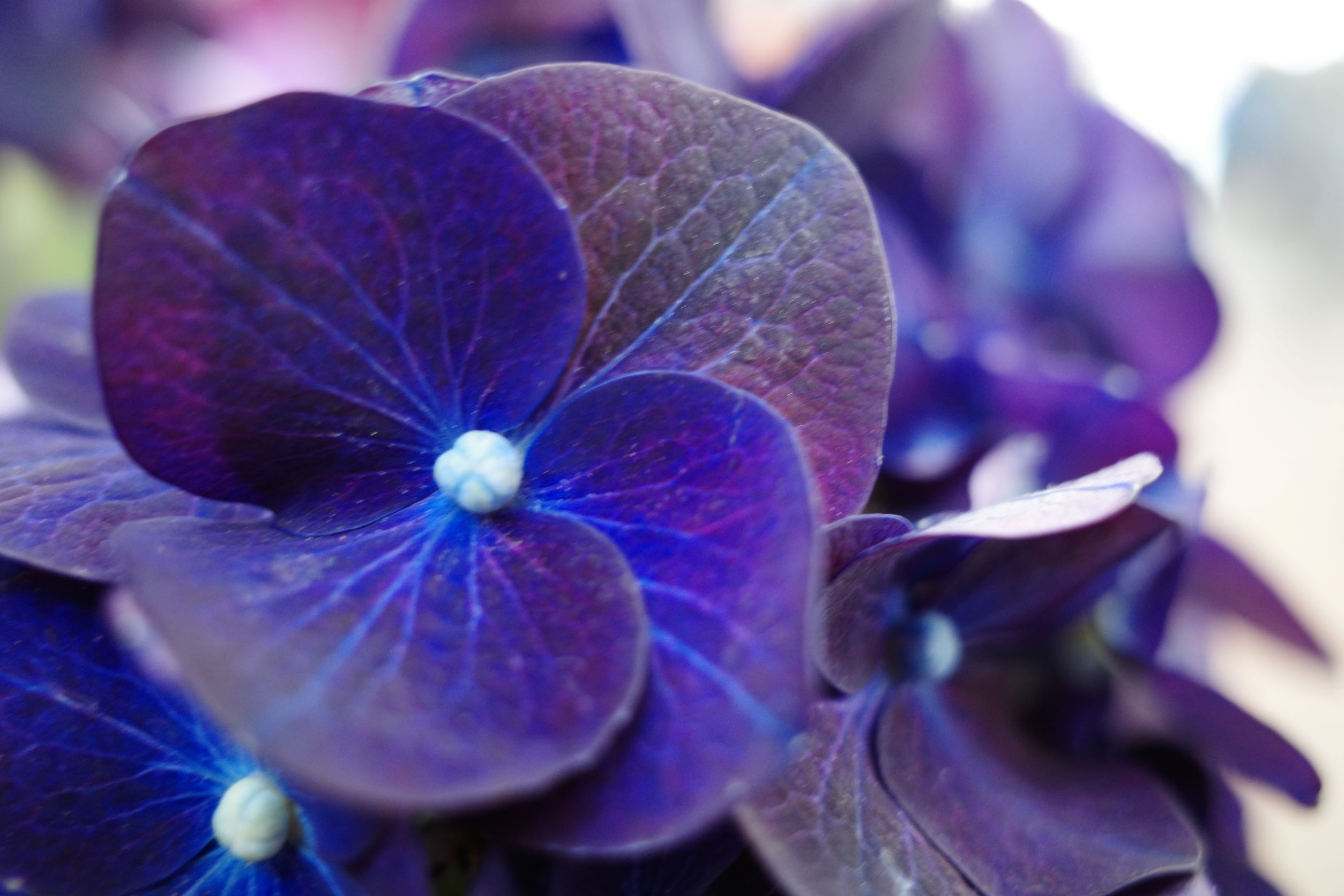 紫陽花の花