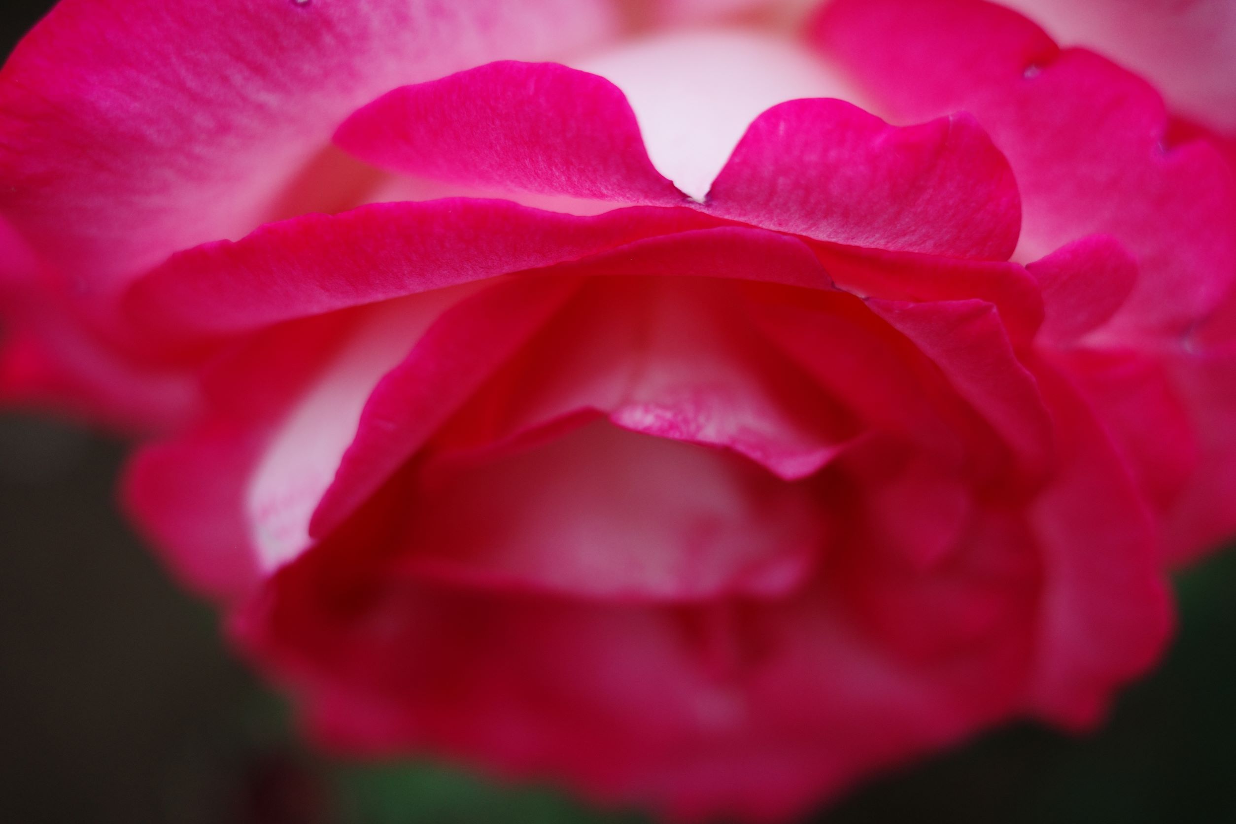 赤い薔薇の花