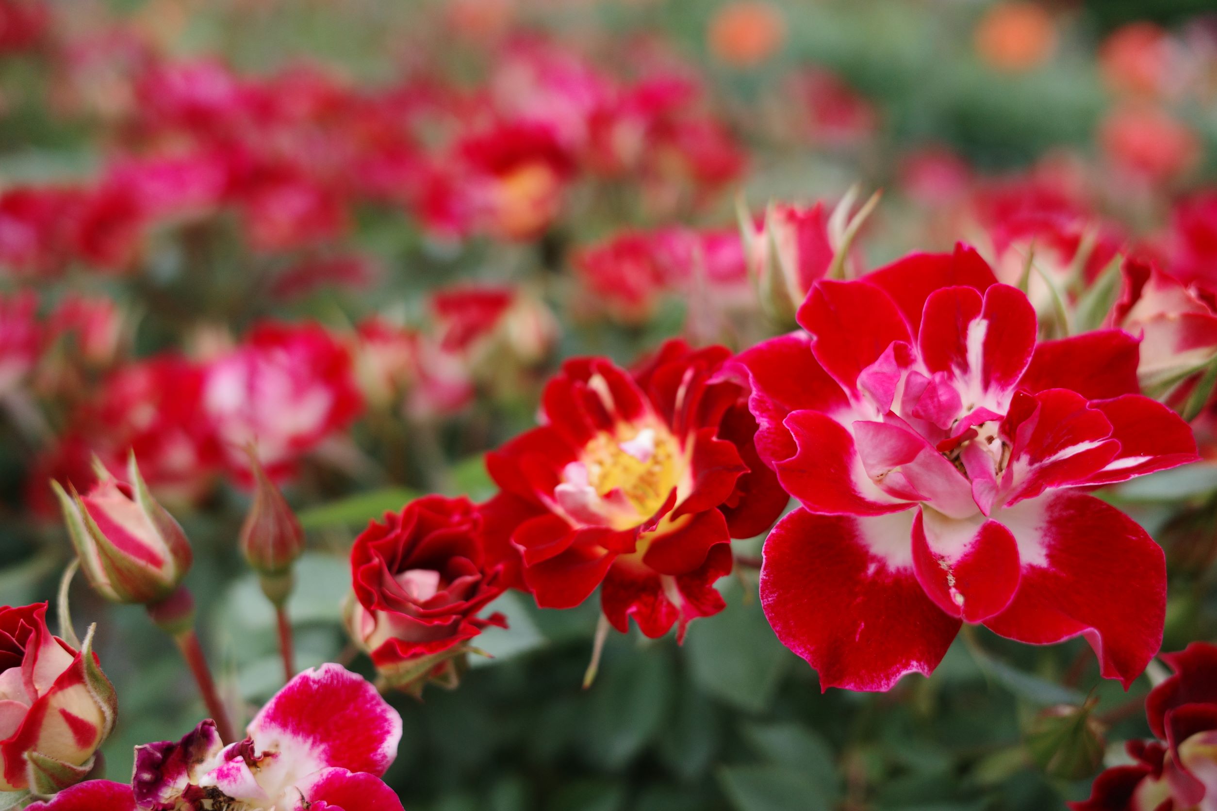 薔薇