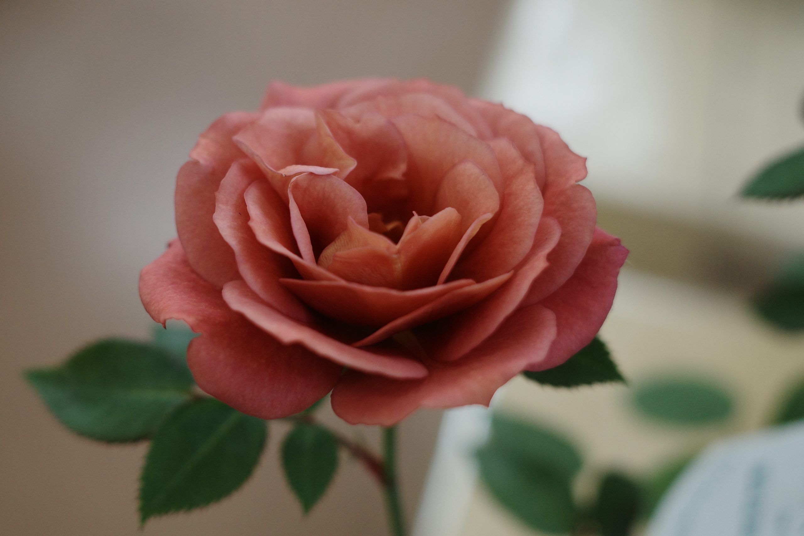 薔薇の花
